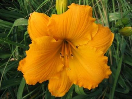 Hemerocallis Mary's Gold Daylily