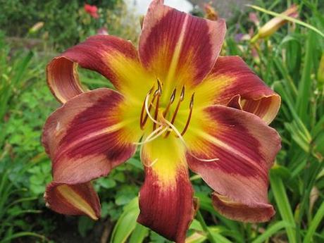 Hemerocallis Eggplant Escapade Daylily