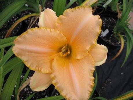 Hemerocallis Serena Sunburst Daylily