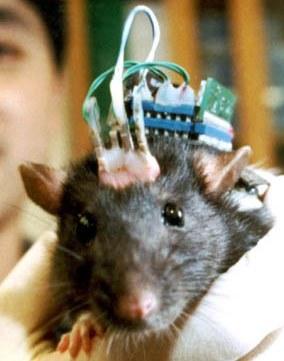 22164_rat_brain_implant
