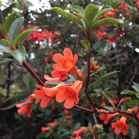 Rhododendron 'Lucy Sorensen'