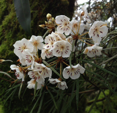 Rhododendron himantodes