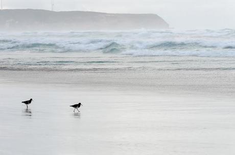 pied oystercatcher birds at waters edge