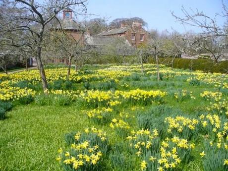 daffodils in full bloom