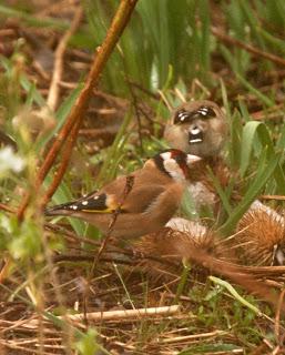 The teasel feast