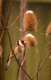 The teasel feast