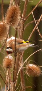 The teasel feast