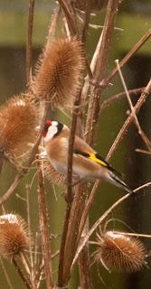 The teasel feast