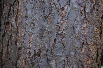 Tsuga sieboldii Bark (09/02/2013, Kew Gardens, London)