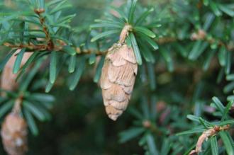 Tsuga sieboldii Cone (09/02/2013, Kew Gardens, London)