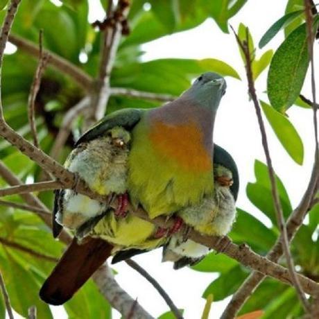 Mommy bird shelters babies