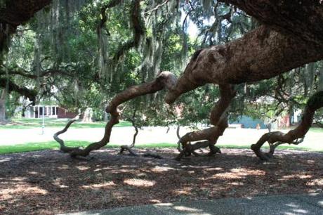 The underside of a Live Oak.