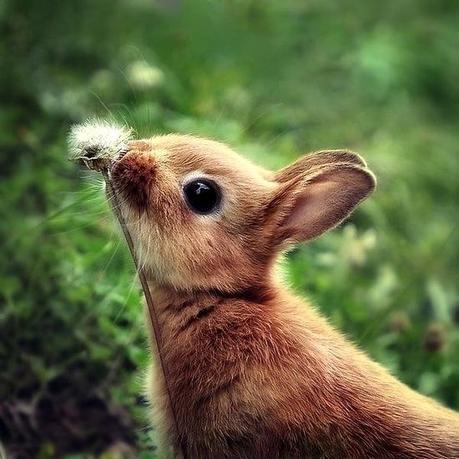 Pinteresting Things : Bunny Love