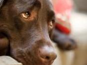 Humans Just Naturally Understand Dogs’ Emotions