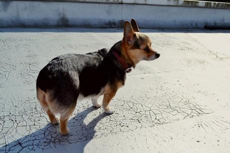 chigi, chihuahua mix, Seattle, Fleur d'Elise