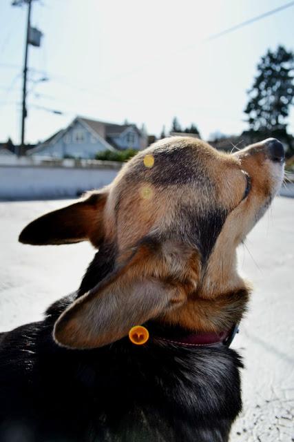 chigi, chihuahua mix, Seattle, Fleur d'Elise, corgi, pets