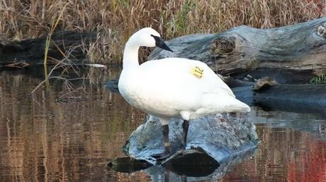 Trumpeter swan - looks left - Rouge National Park - Ontario
