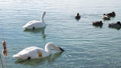 Trumpeter swans at Washago beach in Ontario