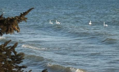 Mute Swans - swimming in waves - lake ontario