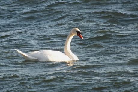 Mute Swan swimming on lake ontario