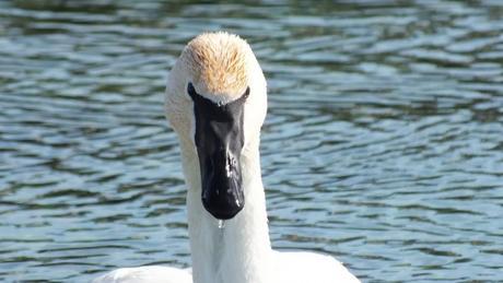 Trumpeter swan - closeup of water dripping from beak - Washago beach - Ontario