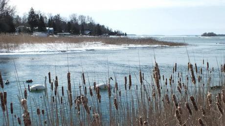 Winter view of Lake Couchiching from oak point rd in washago - Ontario