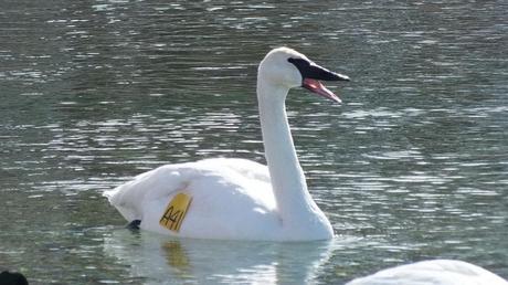 Trumpeter swan A41 - beak open - Washago beach - Ontario