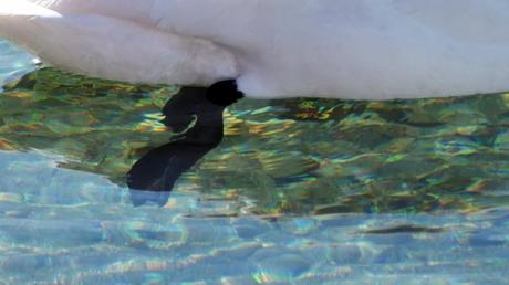 Trumpeter swan - web foot - Washago beach - Ontario