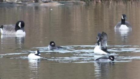Bufflehead Ducks mingle with Canada Geese, Rouge National Park, Toronto