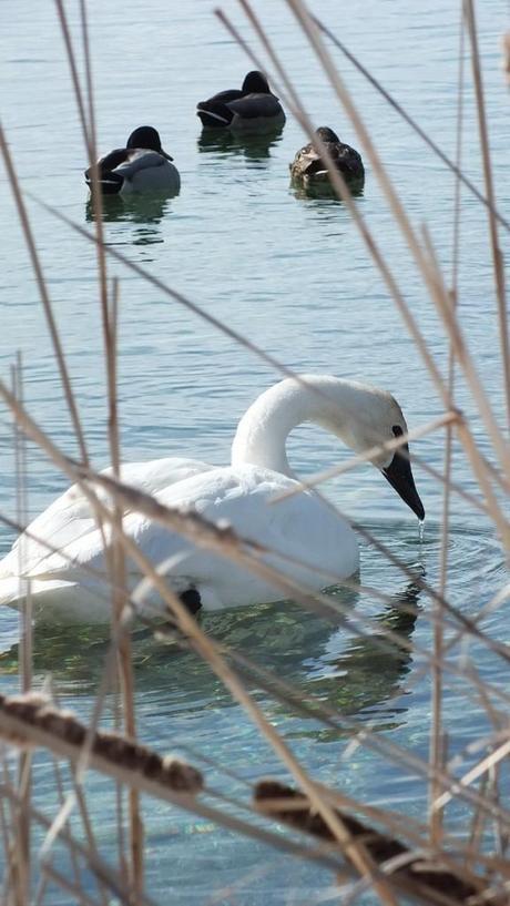Trumpeter swan - drinks - Washago beach - Ontario