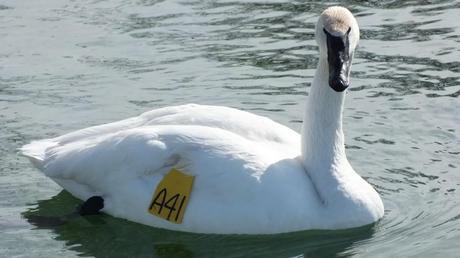 Trumpeter swan A41 -stares me down - Washago beach - Ontario
