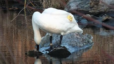 Trumpeter swan L12 - swamp - Rouge National Park - Ontario