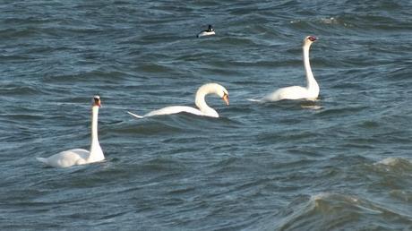Three mute swans swimming together on lake ontario