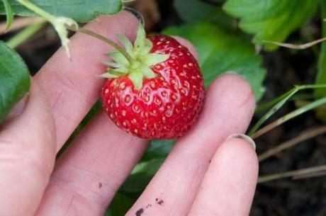 Mara des bois strawberry in October 2