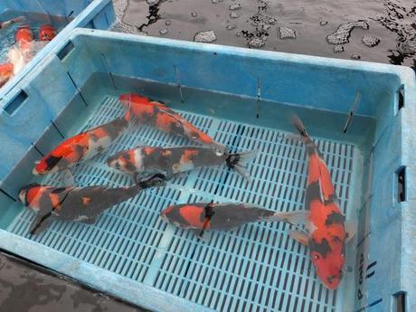 Spring, Where Art Thou?