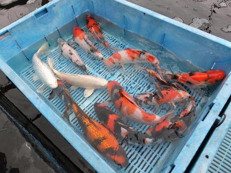 Spring, Where Art Thou?