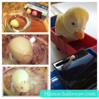 Easter Basket Idea: Hatch & Grow Your Own Easter Bunny, Chick or Duck!