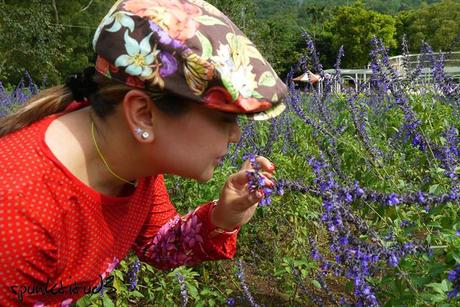 Taiwan: Blooming Delights in Daxi, Taoyuan