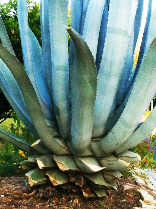 giantagave