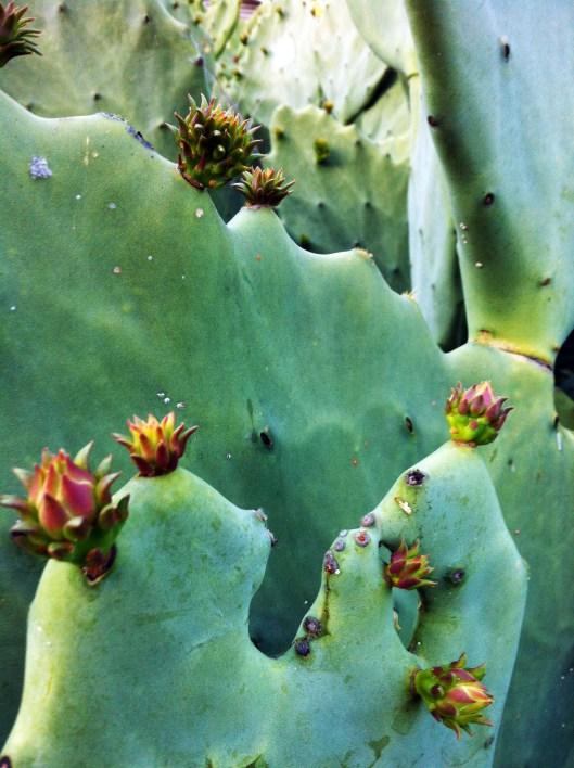 opuntia