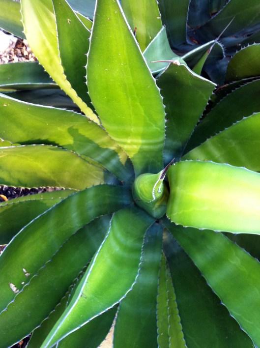 greenagave