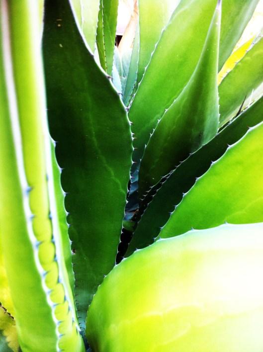 agavealoevera