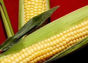 GMOs: Longer Lasting Foods, but at What Cost?