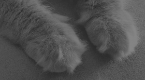 cashmerecat 300x166 Cashmere Cat   Mirror Maru