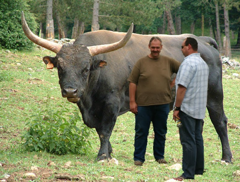 An auroch, the ancestor of modern cattle. Note how bloody massive they are