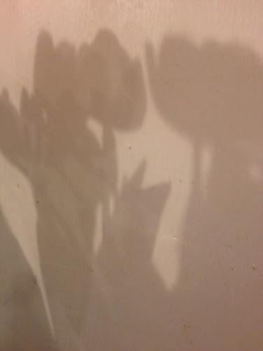 85/365 shadows of glory