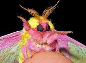 Weird Insect, Dryocampa Rubicunda