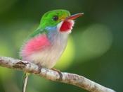 Cuba's Smallest Bird Hummingbird