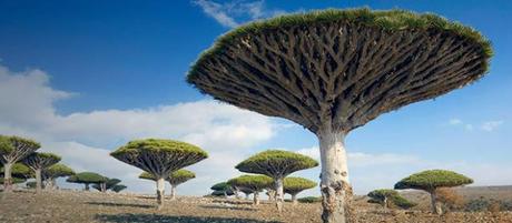 Socotra Archipelago, Yemen