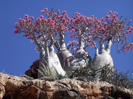 Socotra Archipelago, Yemen